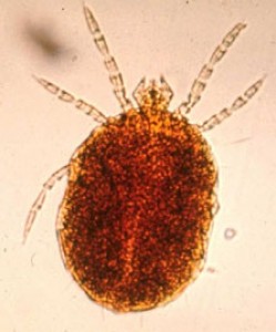 Larva sametky